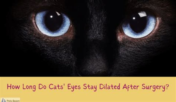 【How-to】Can you close a cats eyes after death