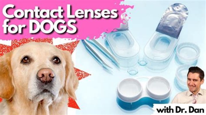 【How-to】Can you get contact lenses for dogs