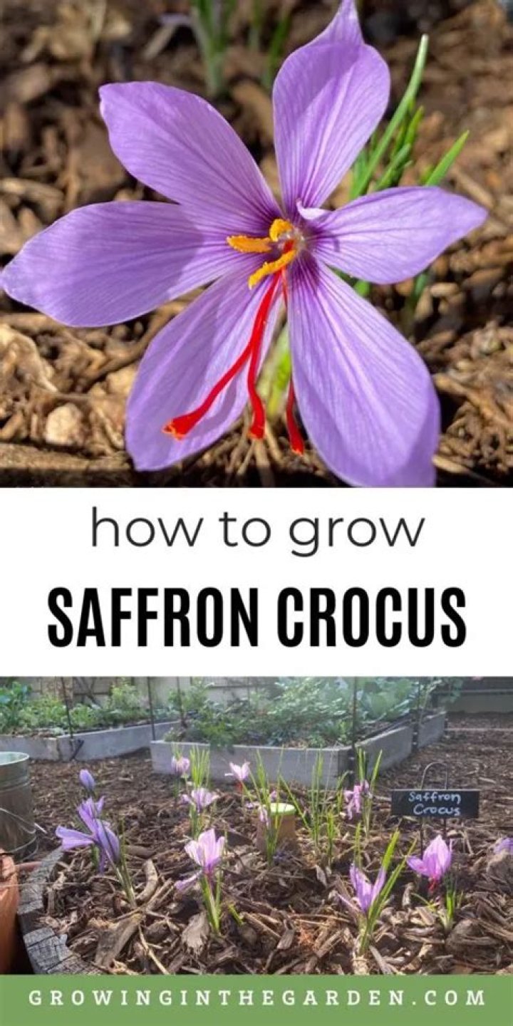 【How-to】Can you grow saffron crocus indoors