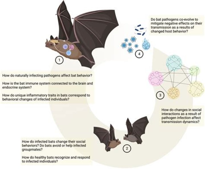 【How-to】Do bats have fangs - Howto.org