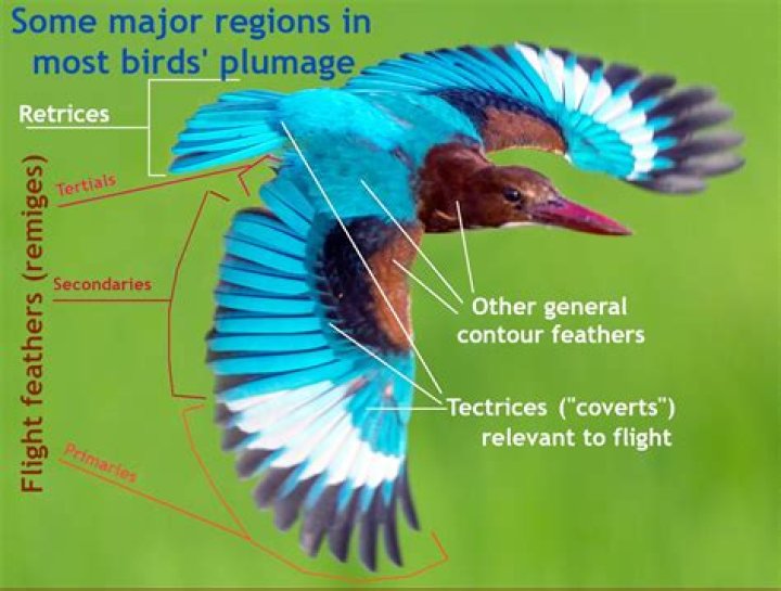 【How-to】Do birds have vertebrae - Howto.org
