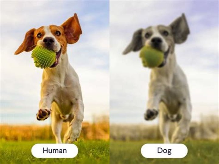 【How-to】Do dogs have poor depth perception