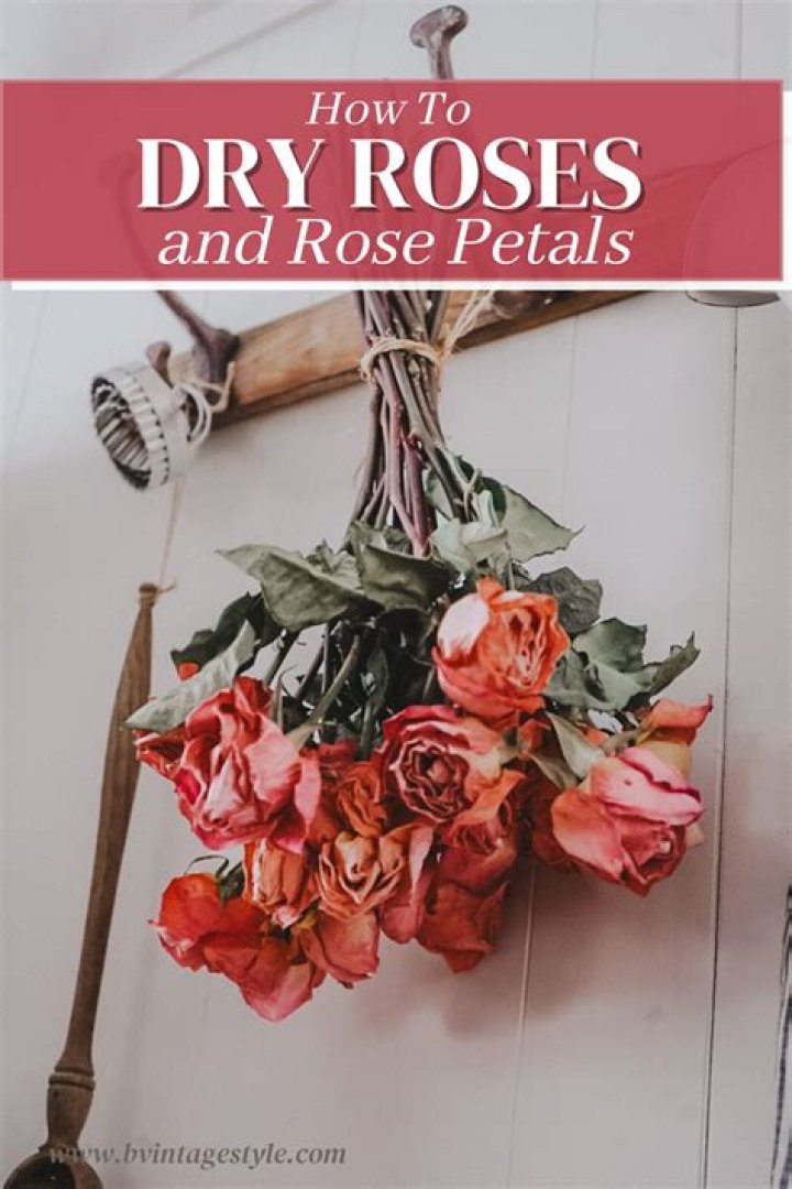 【How-to】Do dried rose petals smell