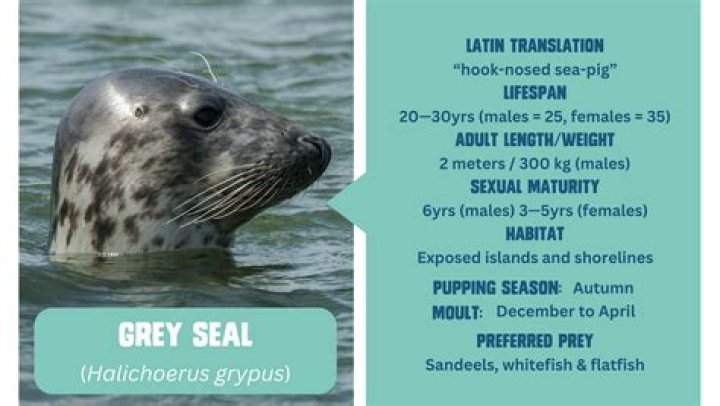 【How-to】Do grey seals mate for life