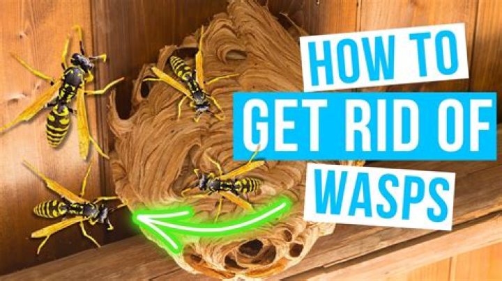 【How-to】How are wasps getting into my house