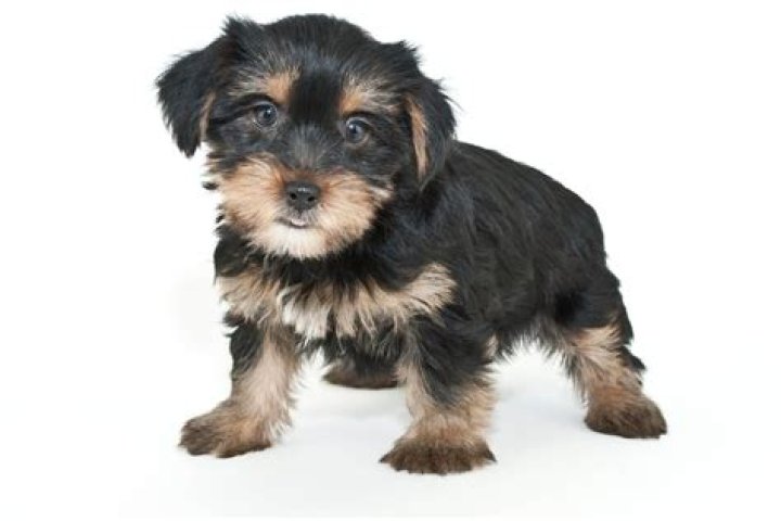 【How-to】How big do morkies get