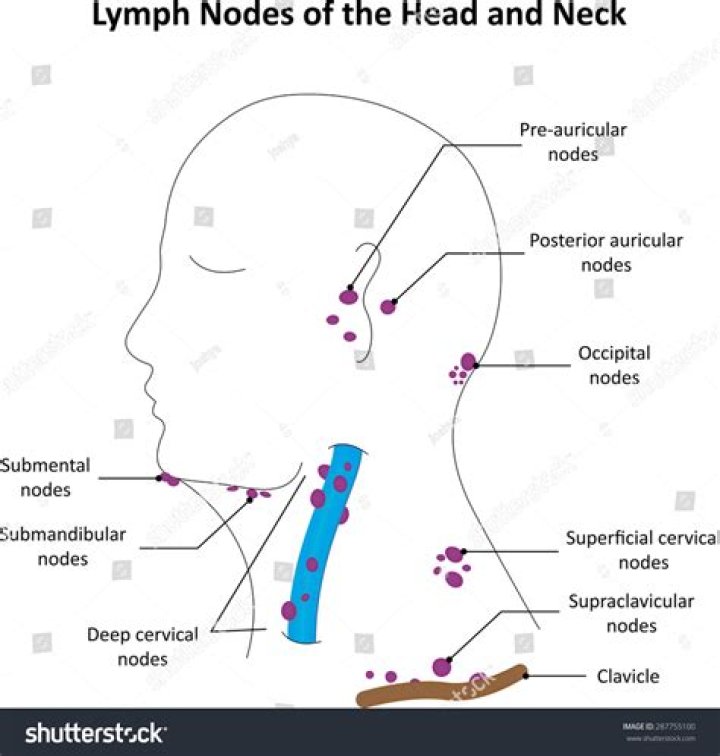 【How-to】How big is the occipital lymph node