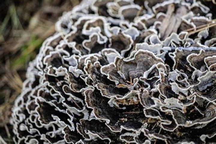 【How-to】How do i get rid of driftwood fungus