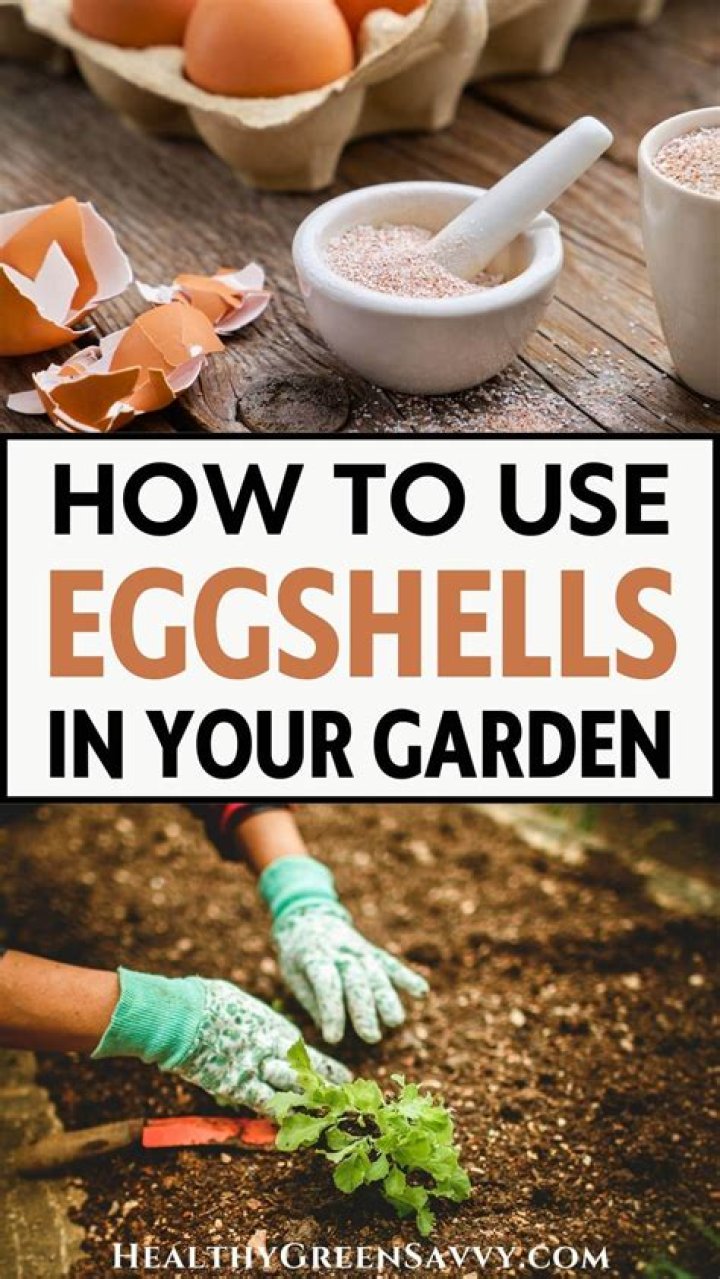 【How-to】How do you add eggshells to soil