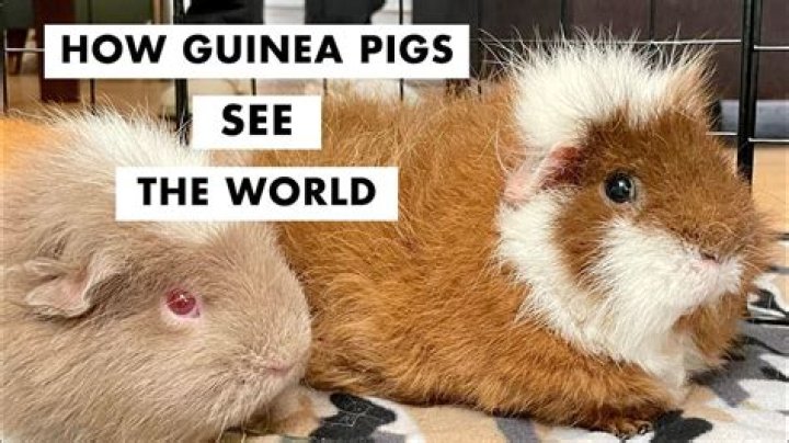 【How-to】How do you know if your guinea pig has fleas