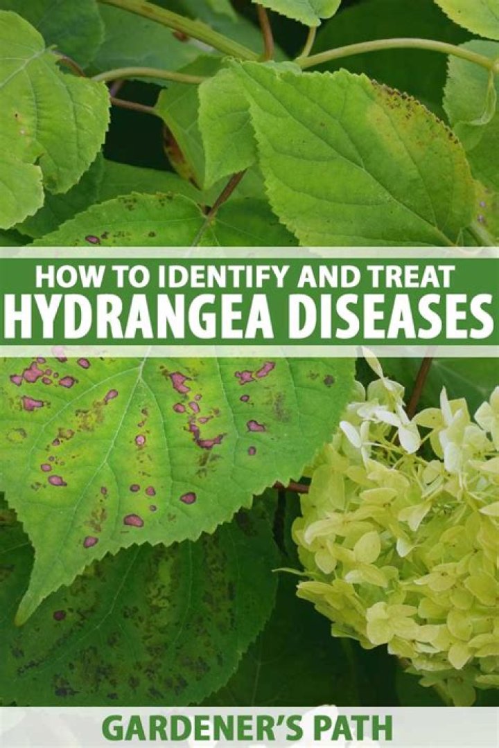 【How-to】How do you treat powdery mildew on hydrangeas