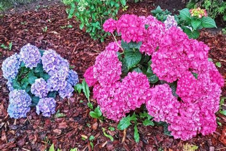 【How-to】How do you turn pink hydrangeas purple
