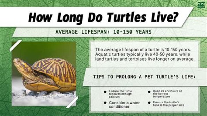 【How-to】How long can a lion live