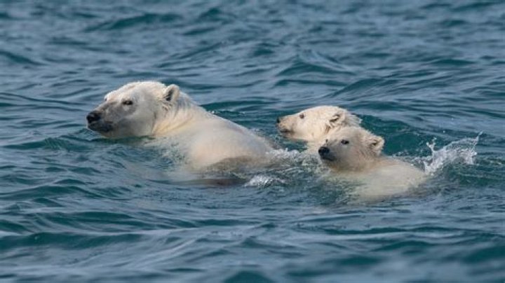 【How-to】How long can polar bears swim