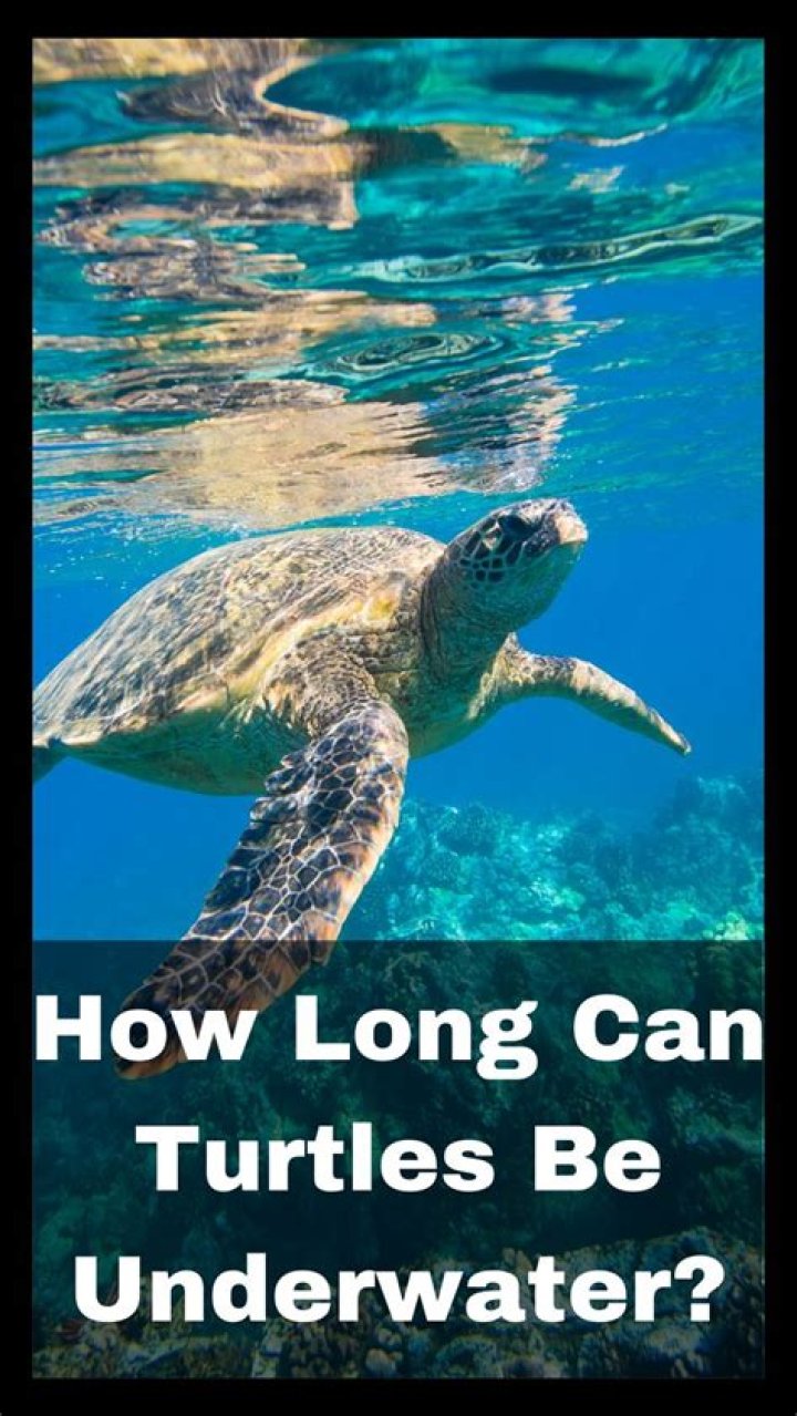 【How-to】How long can turtles stay underwater