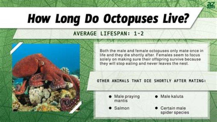 【How-to】How long do common octopus live