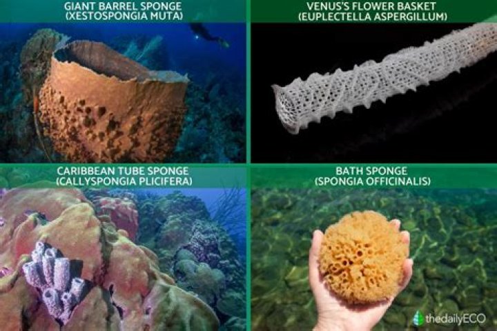 【How-to】How long do sponges live