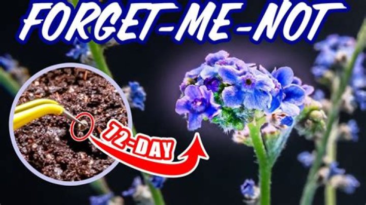 【How-to】How long for forget me not seeds to sprout