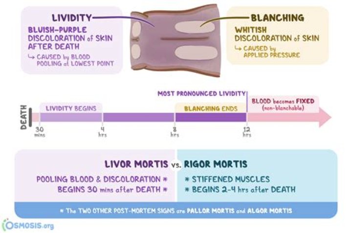 【How-to】How long till rigor mortis sets in