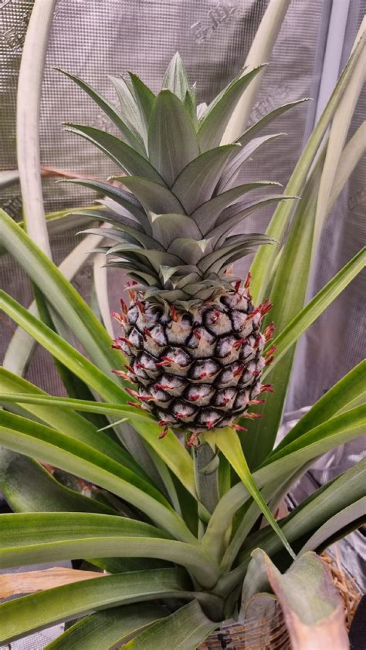 【How-to】How long to grow a pineapple