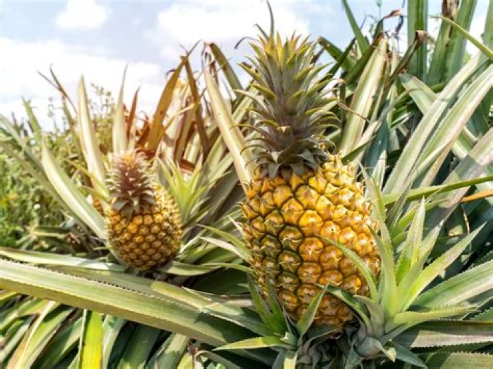 【How-to】How much does a pineapple cost