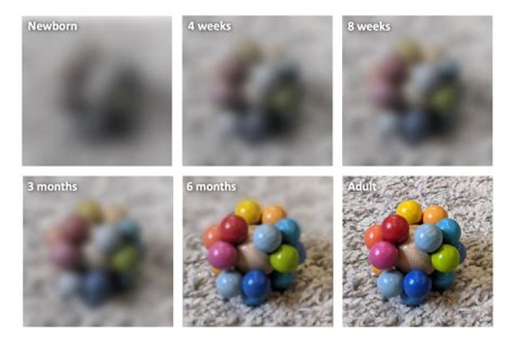 【How-to】How often do 5 month olds eat