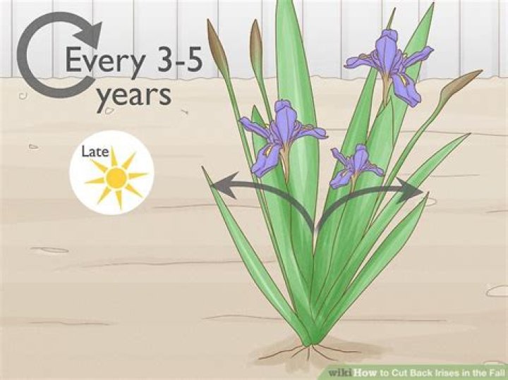 【How-to】How to Cut Back Irises in the Fall