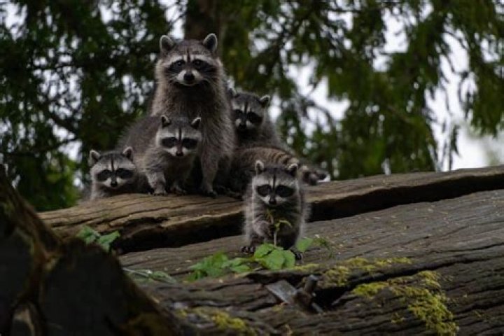 【How-to】How to Feed a Baby Raccoon