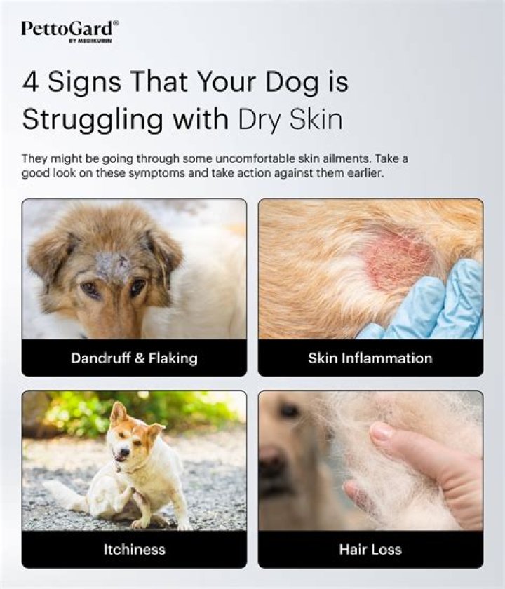 【How-to】How to fix dry skin on dogs