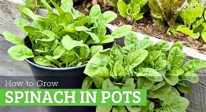 【How-to】How to grow spinach in pots
