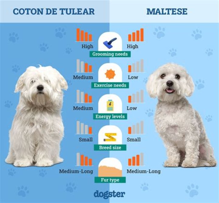 【How-to】How to Identify a Coton de Tulear