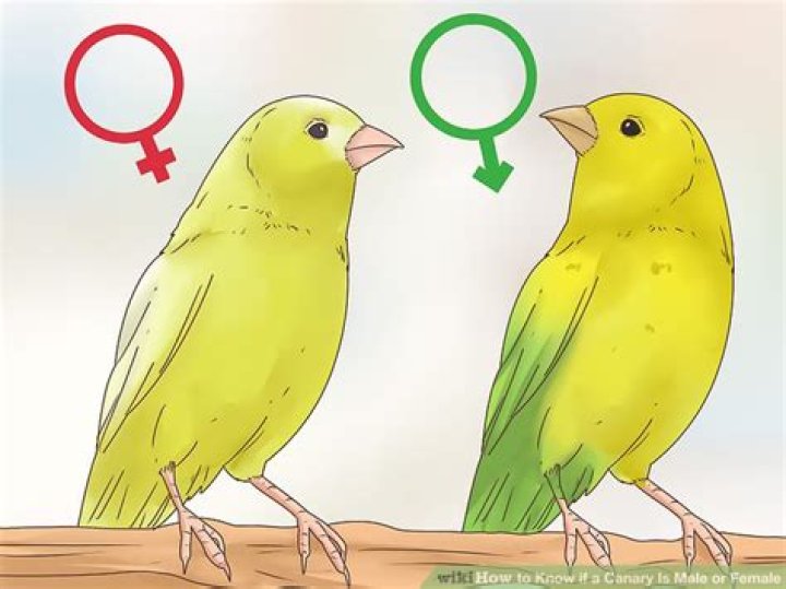 【How-to】How to Know if a Canary Is Male or Female
