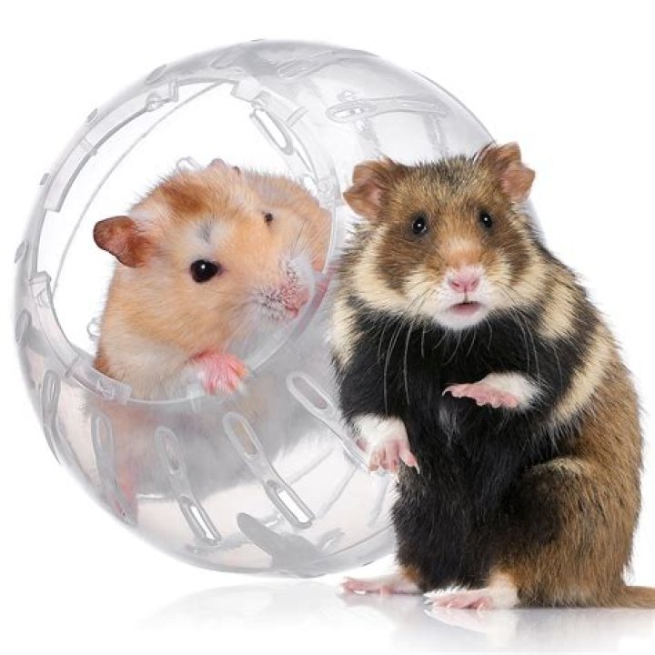 【How-to】How to Let Your Hamster Run in a Hamster Ball
