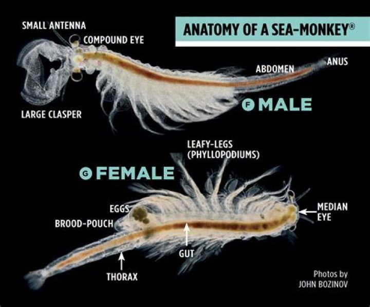 【How-to】How to Raise Sea Monkeys
