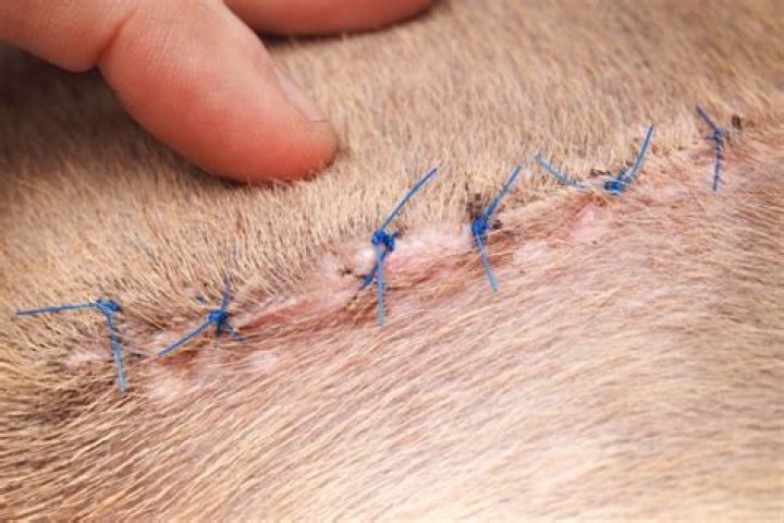 【How-to】How to remove stitches from a dog