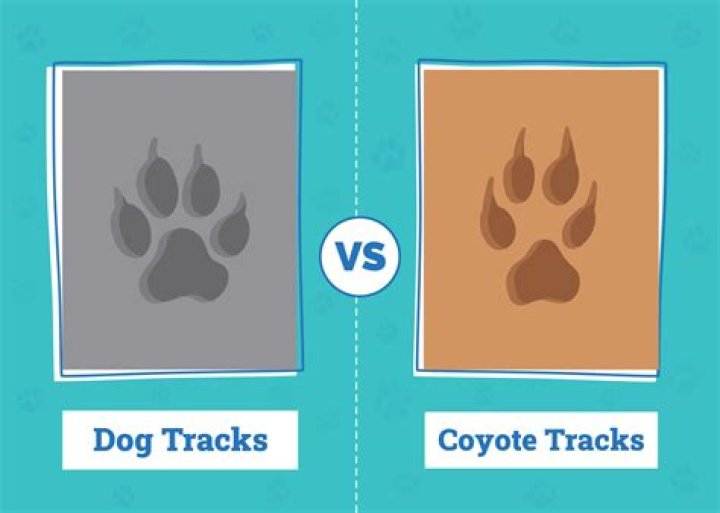 【How-to】How to Trap a Coyote