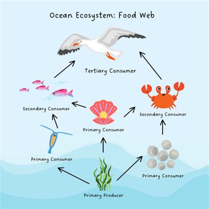 【How-to】Is an ocean a sunfish prey