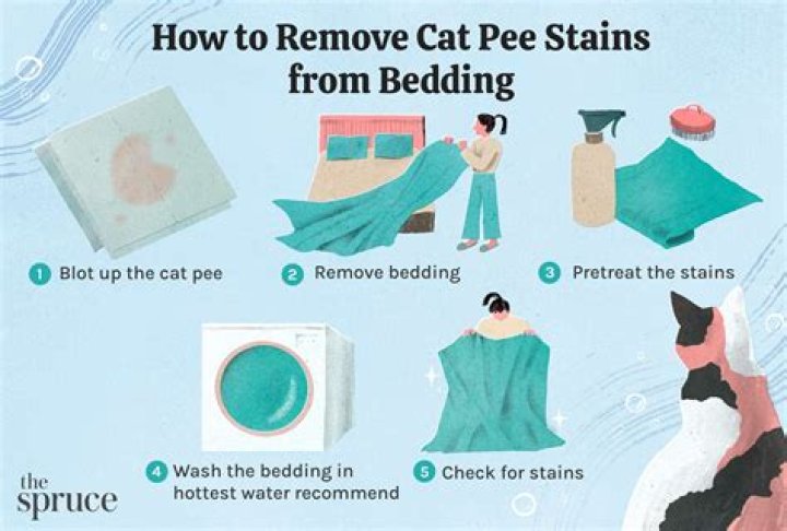 【How-to】Is cat pee bad for plants