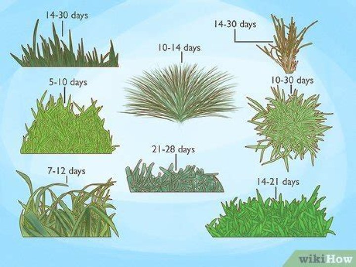 【How-to】Is grass the same as hay