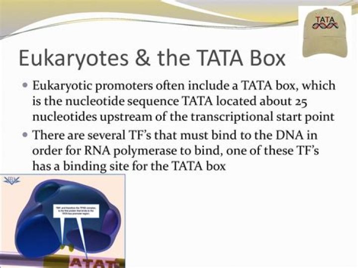 【How-to】Is the tata box in the promoter