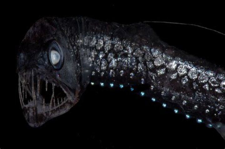 【How-to】Is the viperfish bioluminescence - Howto.org