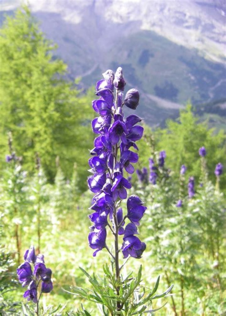 【How-to】Is wolfsbane a real flower