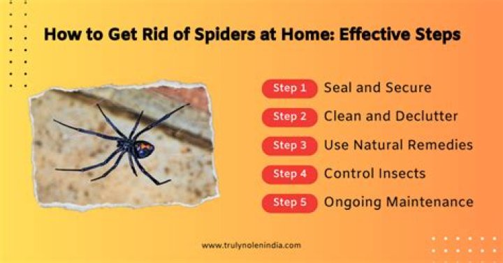 How to Kill Spiders - 5 Easy Ways to Kill Spiders Howto