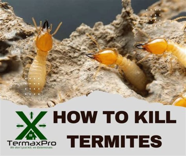 How to Kill Termites And Get Rid of Them Forever