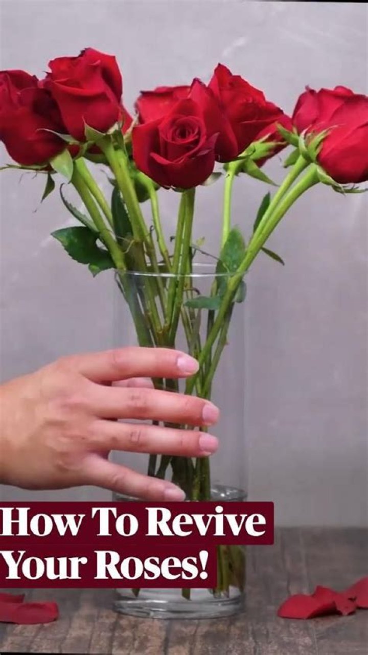 How to Revive Roses - Best Tips to Revive Your Roses Howto