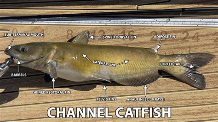 【How-to】What do catfish eat - Howto.org