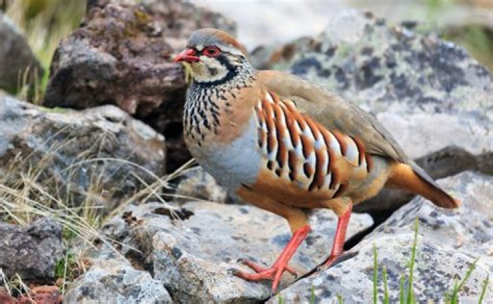 【How-to】What does grouse taste like