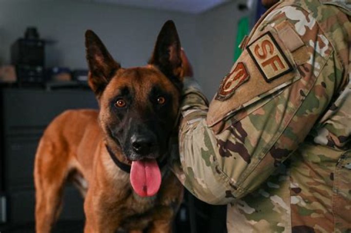 【How-to】What does oif mean for military dogs