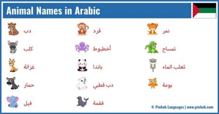 【How-to】What does sarabi mean in arabic