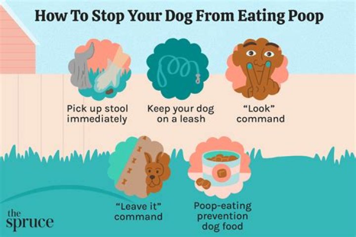 【How-to】What happens if my dog eats adderall